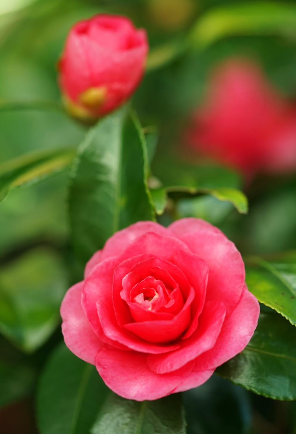 山茶花2