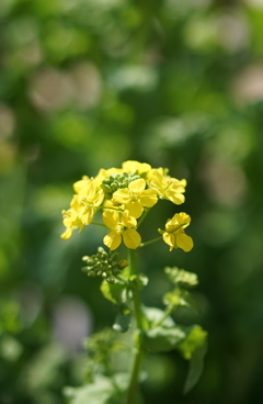 菜の花