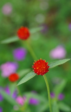 千日紅1