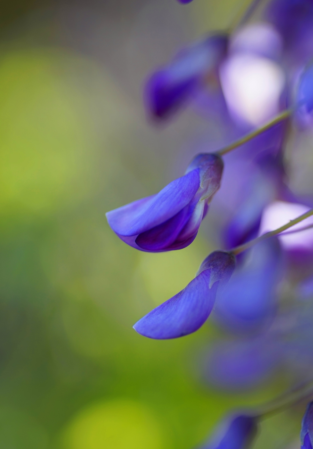 フジの花2