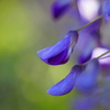 フジの花2