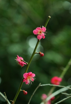 紅梅1