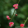 紅梅1