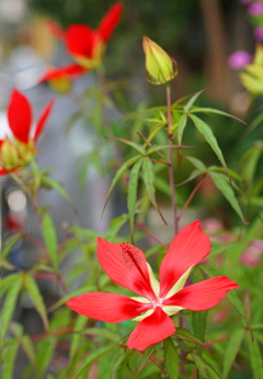 公園の花5