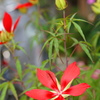 公園の花5