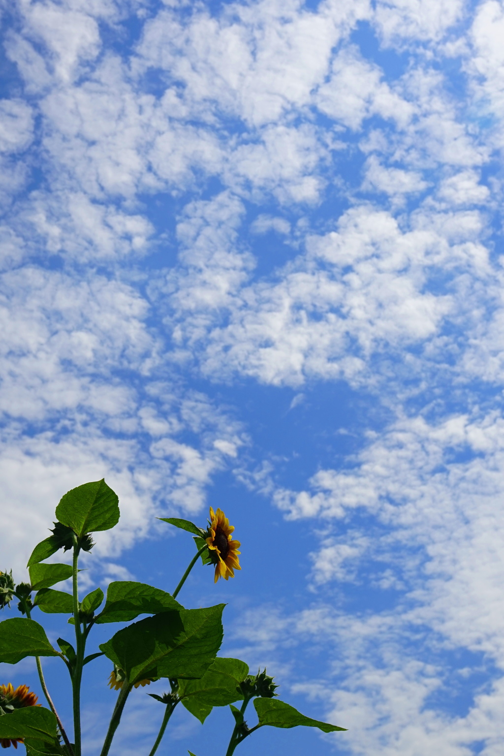 夏の花5