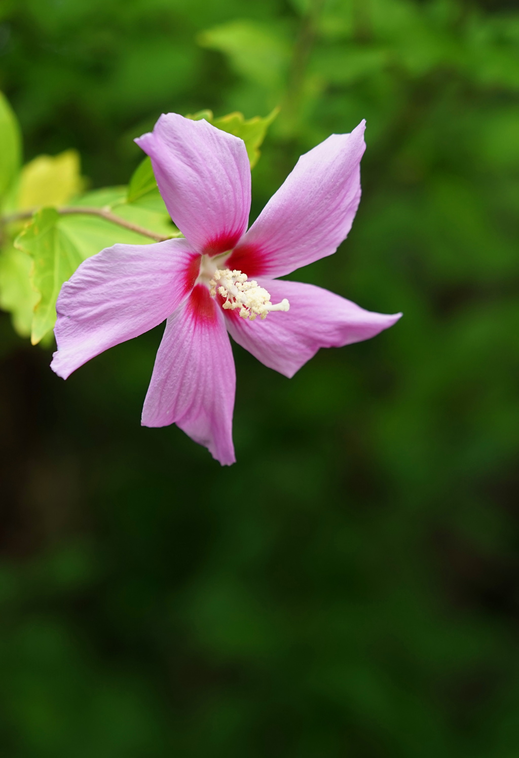 夏の花
