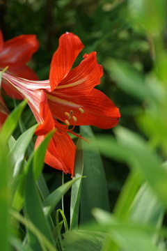 ユリの花