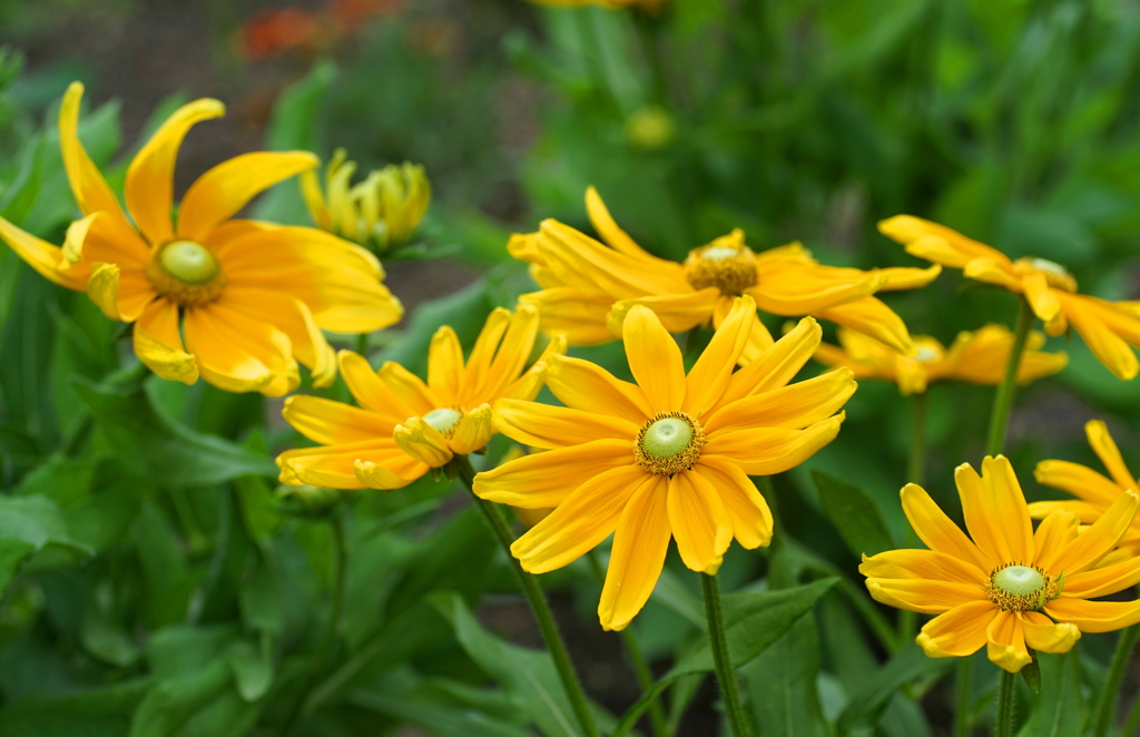 公園の花2