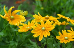 公園の花2