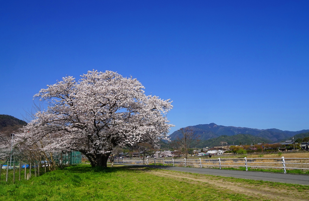 今年の桜1