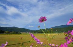 秋空1