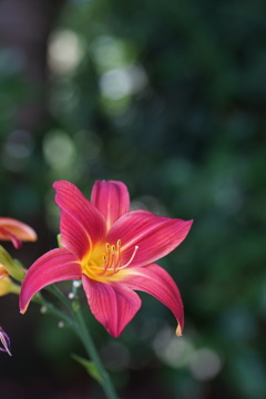 ユリの花4