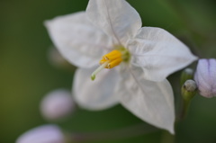 白い花が