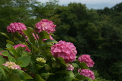 紫陽花