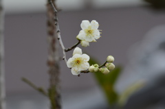 白梅