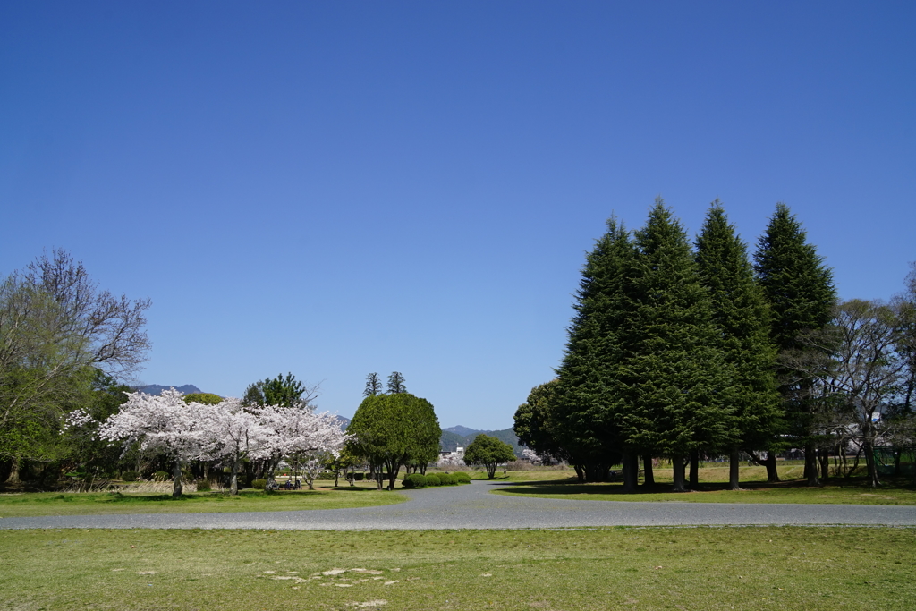 今年の桜2