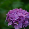 紫陽花色々4