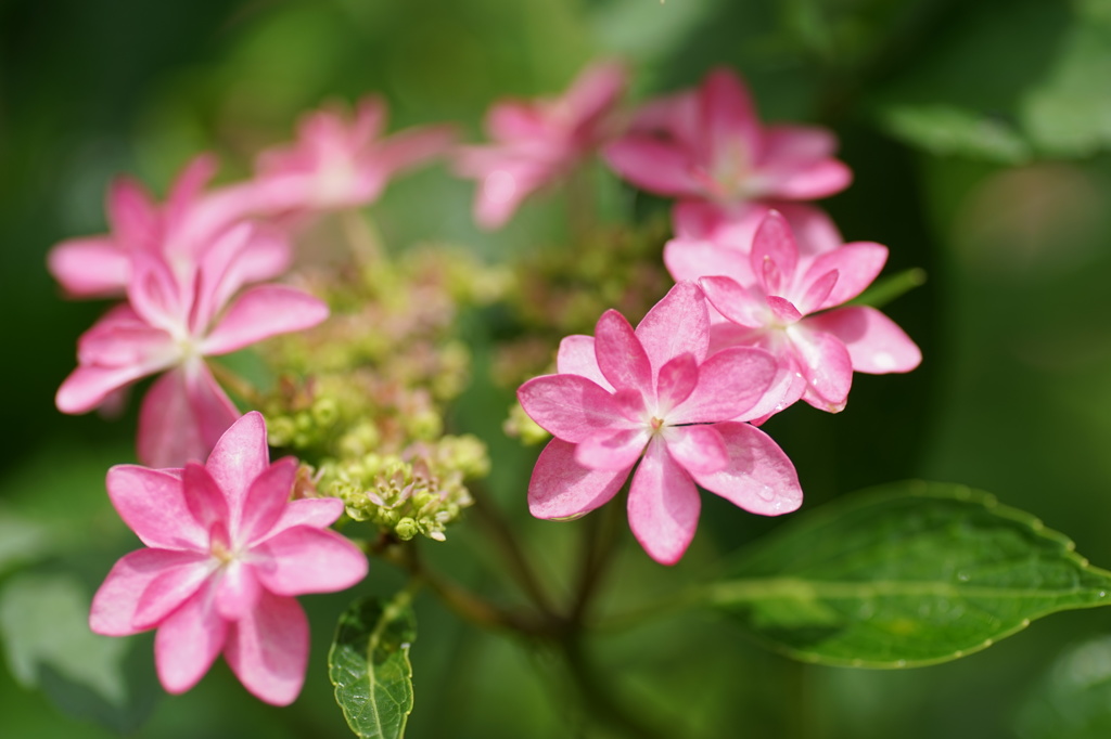 紫陽花6