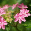紫陽花6