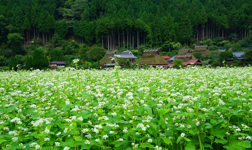 蕎麦畑1