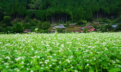 蕎麦畑1