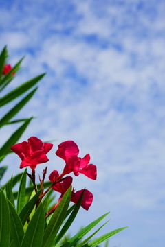 夏の花4