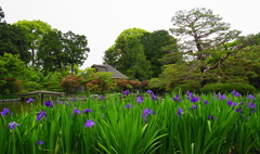 菖蒲園
