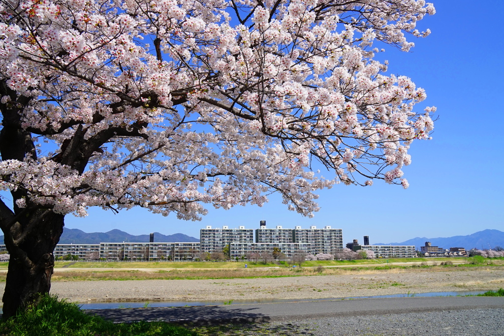 今年の桜3