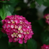 紫陽花色々2