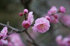 梅