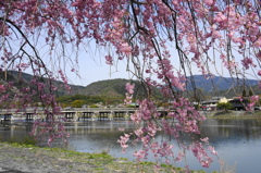 渡月橋と枝垂桜