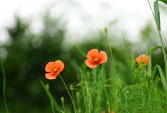 野の花　1