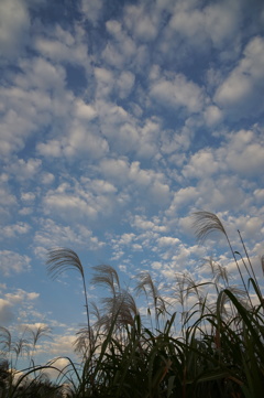 イワシ雲1