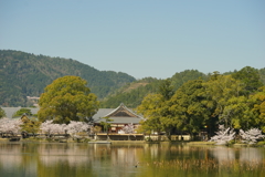 大覚寺大沢の池2