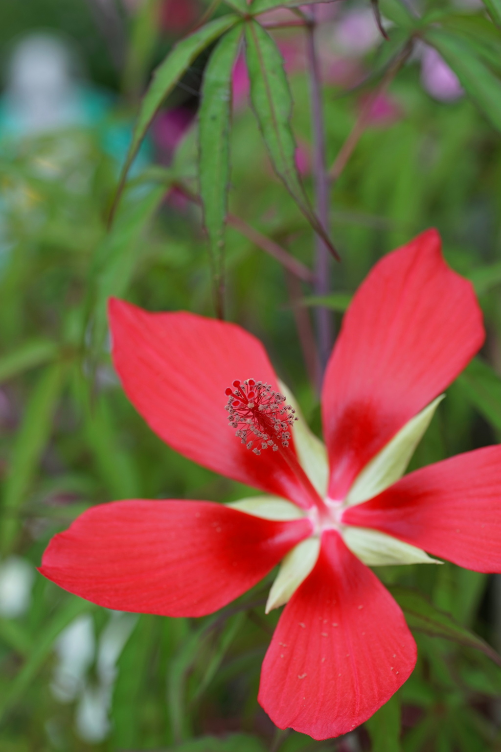 公園の花4