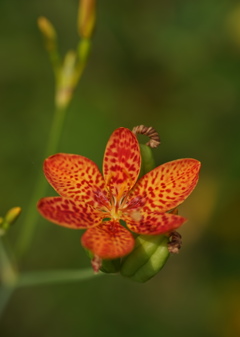 公園の花7