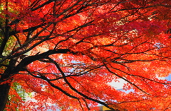 公園（1）