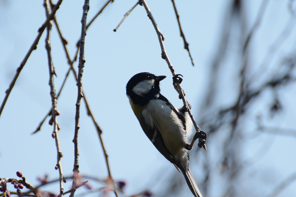 DSC_6484 (1)