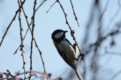 DSC_6484 (1)