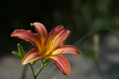 ユリの花5