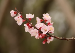 杏子の花　2