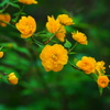 山吹2