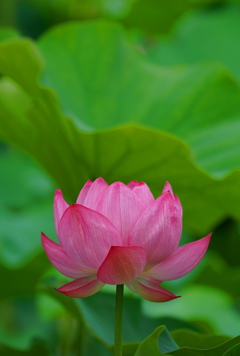 天龍寺の蓮