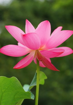 背伸び
