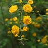 山吹　3