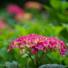 紫陽花4