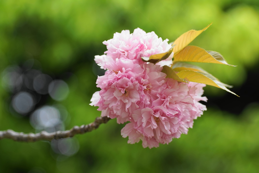 ボタン桜2