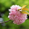 ボタン桜2