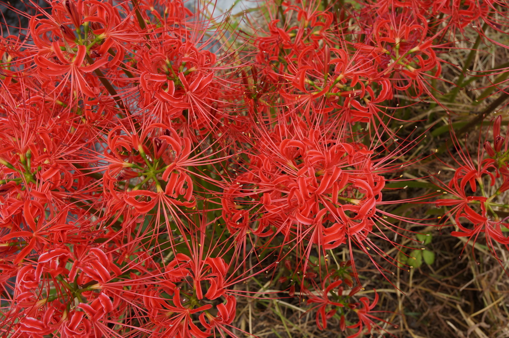 彼岸花